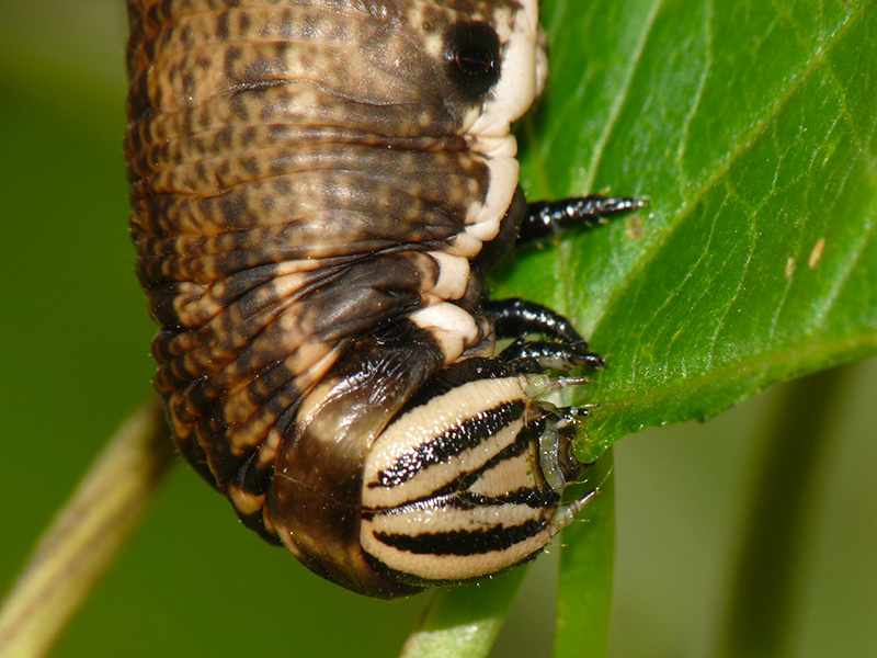 Agrius convolvuli, Sphingidae